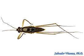 Attēlu rezultāti vaicājumam “Gerridae”