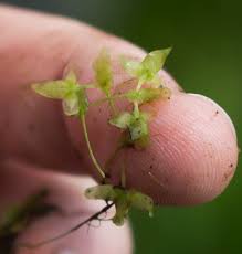 Attēlu rezultāti vaicājumam “Lemna trisulca”