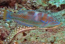 Image result for Halichoeres radiatus