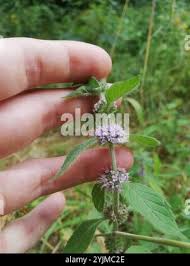 Attēlu rezultāti vaicājumam “Mentha x verticillata”