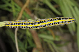 Attēlu rezultāti vaicājumam “Calophasia lunula larva”