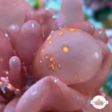 Attēlu rezultāti vaicājumam “Collaria rubens macro”