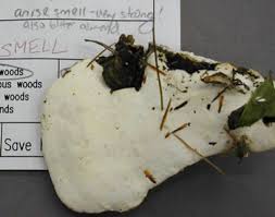 Attēlu rezultāti vaicājumam “Trametes suaveolens”