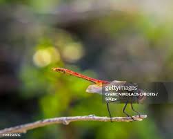 Attēlu rezultāti vaicājumam “Sympetrum flaveolum”