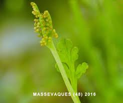 Attēlu rezultāti vaicājumam “Botrychium matricariifolium”