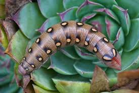 Attēlu rezultāti vaicājumam “Hyles gallii larva”