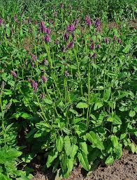 Attēlu rezultāti vaicājumam “Stachys officinalis leaf”