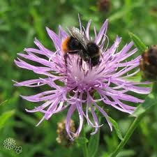 Image result for Flockenblume