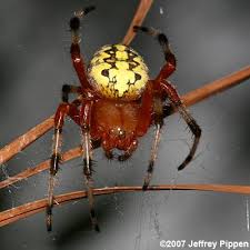 Attēlu rezultāti vaicājumam “Araneus marmoreus”