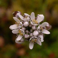 Attēlu rezultāti vaicājumam “Teesdalia nudicaulis”