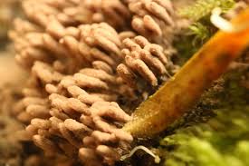 Attēlu rezultāti vaicājumam “Hemitrichia sordivesiculosa macro”