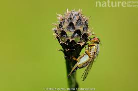 Attēlu rezultāti vaicājumam “Centaurea scabiosa fruit”