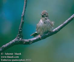 Image result for Emberiza spodocephala