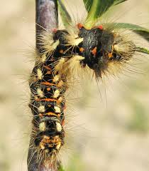 Attēlu rezultāti vaicājumam “Thecabius affinis imago”