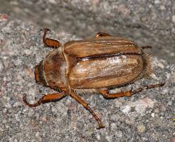 Attēlu rezultāti vaicājumam “Amphimallon solstitiale imago”