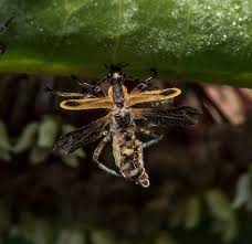 Attēlu rezultāti vaicājumam “Entomophthora”