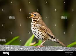 Attēlu rezultāti vaicājumam “Turdus philomelos”