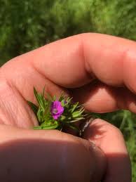 Attēlu rezultāti vaicājumam “Geranium dissectum”