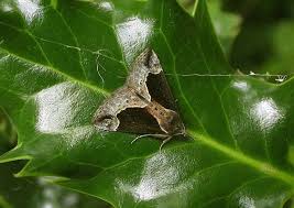 Attēlu rezultāti vaicājumam “Hypena crassalis”