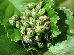 Attēlu rezultāti vaicājumam “Thecabius affinis nymph”