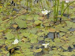 Attēlu rezultāti vaicājumam “Hydrocharitaceae”