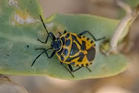 Attēlu rezultāti vaicājumam “Eurydema dominulus imago”