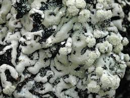 Attēlu rezultāti vaicājumam “Menegazzia terebrata”