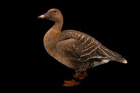 Attēlu rezultāti vaicājumam “Anser serrirostris”