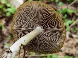 Attēlu rezultāti vaicājumam “Psathyrella sp.”