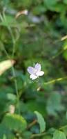 Attēlu rezultāti vaicājumam “Epilobium montanum flower”