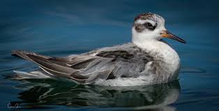 Attēlu rezultāti vaicājumam “Phalaropus fulicarius adult”