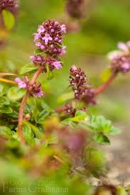 Image result for Thymian