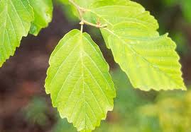 Attēlu rezultāti vaicājumam “Hamamelis vernalis leaf”