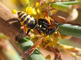 Attēlu rezultāti vaicājumam “Polistes nimpha”