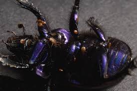 Attēlu rezultāti vaicājumam “Geotrupes”