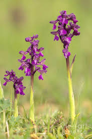 Attēlu rezultāti vaicājumam “Orchis morio”