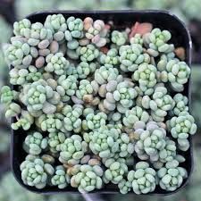 Attēlu rezultāti vaicājumam “Sedum pallidum”