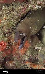 Image result for Gymnothorax vicinus