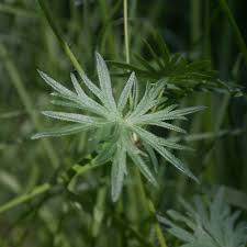 Attēlu rezultāti vaicājumam “Geranium sanguineum leaf”