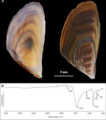 Attēlu rezultāti vaicājumam “Dreissena polymorpha”