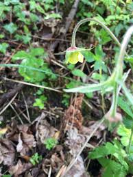 Attēlu rezultāti vaicājumam “Galium rivale fruit”