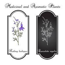 Attēlu rezultāti vaicājumam “Consolida regalis bud”