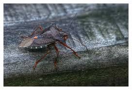 Attēlu rezultāti vaicājumam “Pentatoma rufipes”