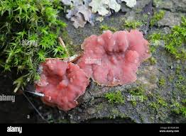 Attēlu rezultāti vaicājumam “Cytidia salicina”