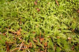 Attēlu rezultāti vaicājumam “Herzogiella seligeri”