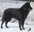 INT.CH ,SCHW.SG. VOYOU des Forges Monceux - Belgian Groenendael