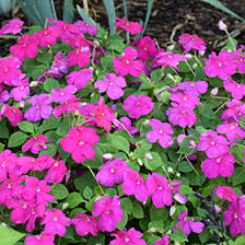 Image result for Impatiens walleriana