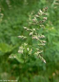 Attēlu rezultāti vaicājumam “Poa pratensis”