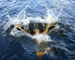 jump in water