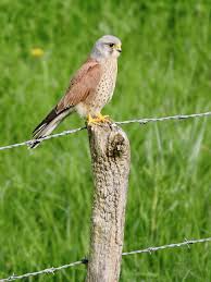 Attēlu rezultāti vaicājumam “Falco tinnunculus”